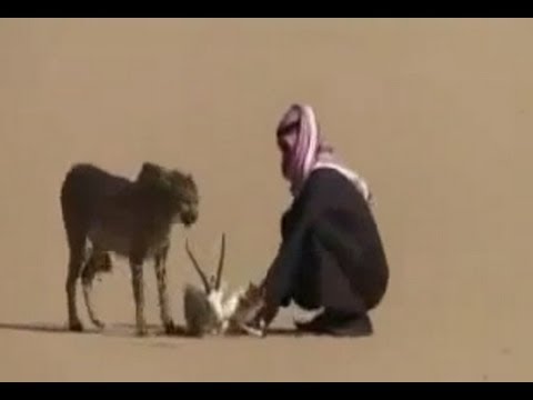 Saudi Arabian hunter stalks desert Gazelle with pet Cheetah