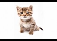 Catty BP Strategies in Gulf