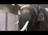 Koshik the Elephant speaks Korean