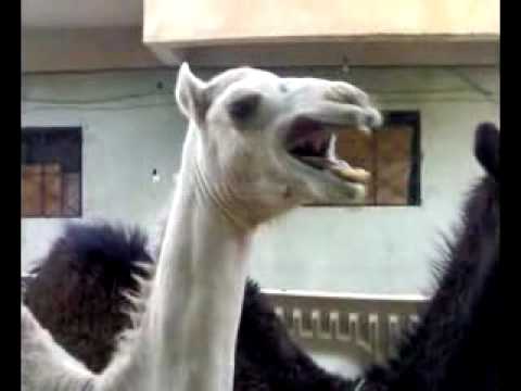 Laughing Camels are the Best