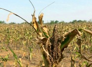 Yep, We’re Screwed: Top Ten Recent Climate Change Findings that should Scare You