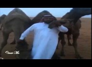 Some Saudis Kiss their Camels to defy Gov’t MERS Warning