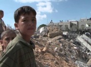 Israeli Assault killed Half of all Chickens in Gaza, Damaged Agriculture
