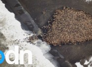 35,000 Walruses Can’t be Wrong about Climate Change: Crowd beach b/c “extreme retreat of sea ice”