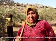 Israeli Squatters beat up woman picking olives in Palestinian West Bank (400 Attacks a Year)