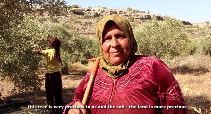 Israeli Squatters beat up woman picking olives in Palestinian West Bank (400 Attacks a Year)