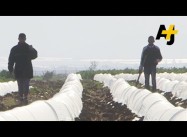 Child Labor On Israeli Farms Exposed