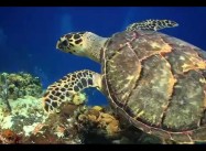 Top Ten ways to prove you Love the Earth on Earth Day