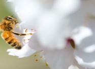 Humans Causing the Sixth Great Extinction of other Life Forms, on which we Depend