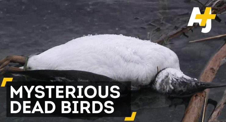 8,000 Suddenly Dead Birds in Alaska; What does it Mean?