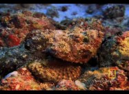Great Barrier Reef Endangered: Ocean turning Acidic from our Our Coal, Oil, Gas emissions