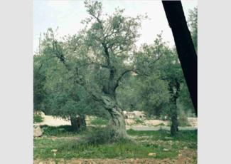 Why Israelis have cut down 800,000 Palestinian Olive Trees