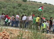 Israeli Army Uproots Olive Trees in Salfit, “Settlers Only” Road to be Opened