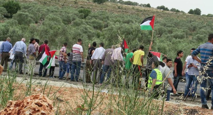 Israeli Army Uproots Olive Trees in Salfit, “Settlers Only” Road to be Opened