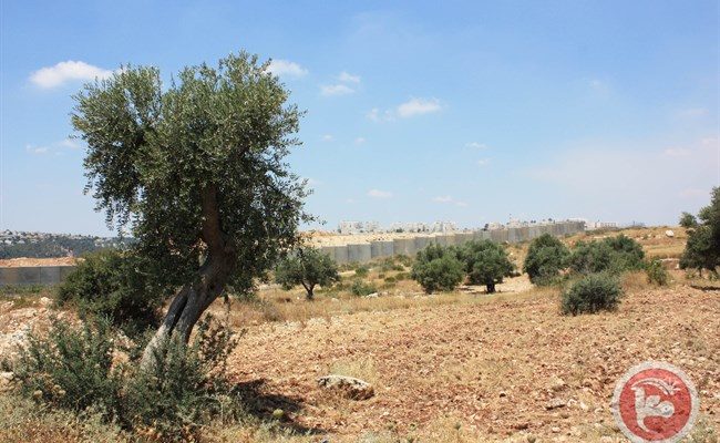 W. Bank Palestinian farmers: Israeli squatters stole harvest of 400 olive trees