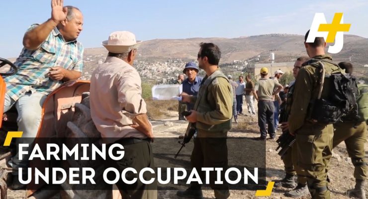 The Struggle Of Palestinian Olive Farmers Under Israeli Occupation