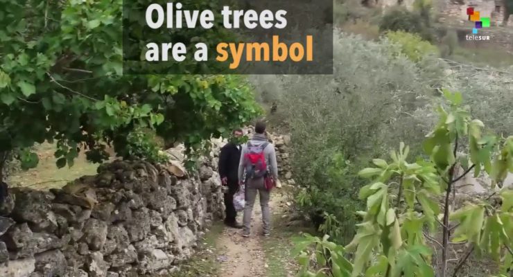 Israeli Soldiers Uproot Hundreds Of Olive Trees For Illegal Colonialist Road