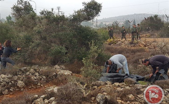 Widespread theft of Palestinian olive harvest by Israeli Squatters