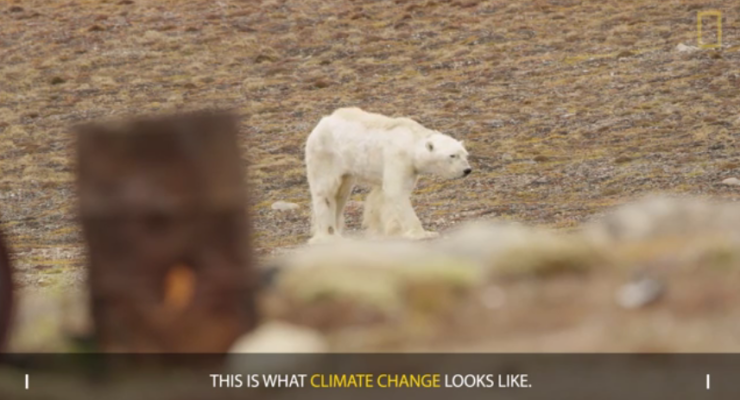 Starving Polar Bear on Iceless Land: Heart-Wrenching Climate Change Video: