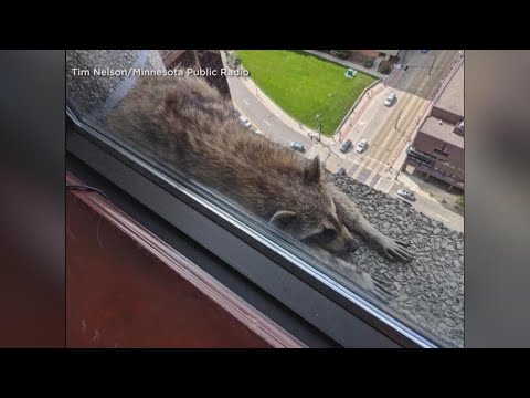Americans cheer for #MPRraccoon in Skyscraper Climb but are often Unsympathetic to Climb of Immigrants (Video)