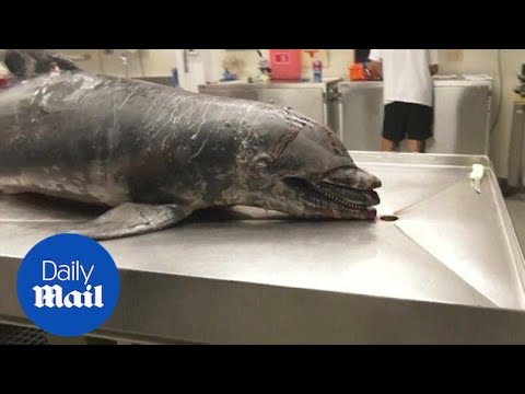 Devastating Dolphin Loss in Florida Red Tide Industrial Farming Pollution Crime