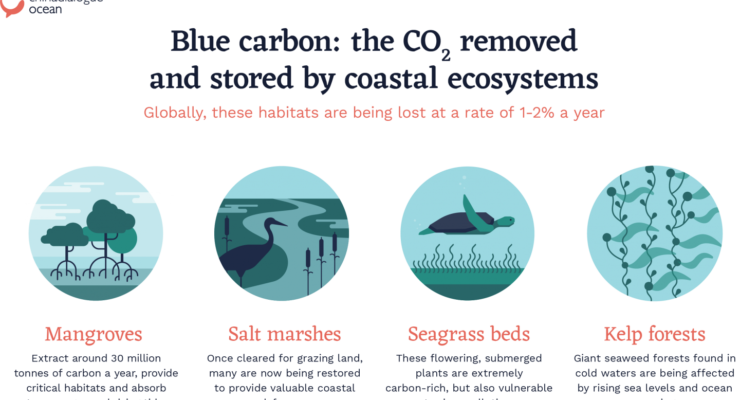 From Mangroves to Salt Marshes, the Oceans hold the Key to Reducing Atmospheric CO2