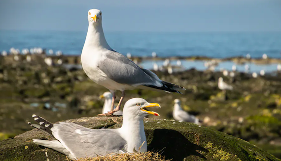 Plastic Found Lining Seabird Nests on a Worrying Scale