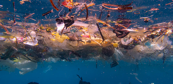 Ban Plastics!  We estimate there are up to 14 million tonnes of microplastics on the seafloor. It’s worse than we thought