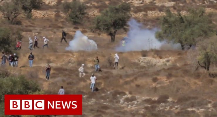 Israelis have Destroyed 1 mn Palestinian Olive Trees; this Month, they’re at it Again