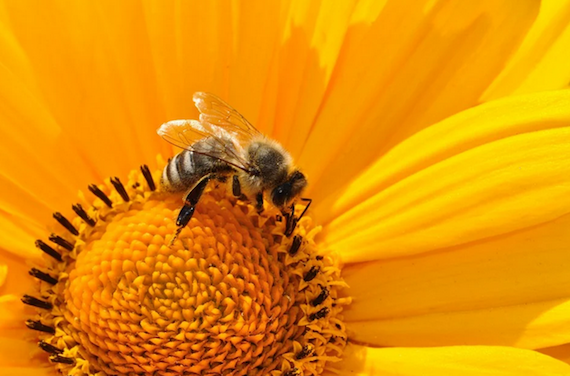 A common soil pesticide cut wild bee reproduction by 89% – here’s why scientists are worried