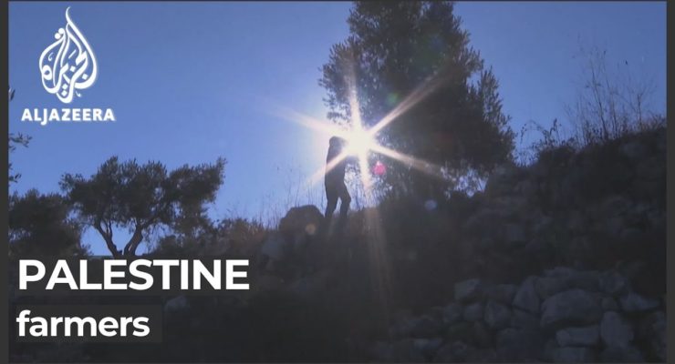 Band of 30 militant Israeli Squatters attack Palestinian Farmers, Steal Olive Harvest in continued Sabotage that has seen 1 mn Olive Trees destroyed by Israelis since 1967