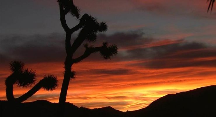 90% of California’s Precious Joshua Trees are in Danger from the Climate Emergency
