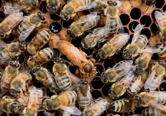 Climate Emergency: Extreme Heat devastates Male Honeybees and threatens Fertilization of Crops