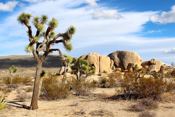 Climate Change Threatens the Most Iconic U.S. Landscapes, from Joshua Trees to Wetlands