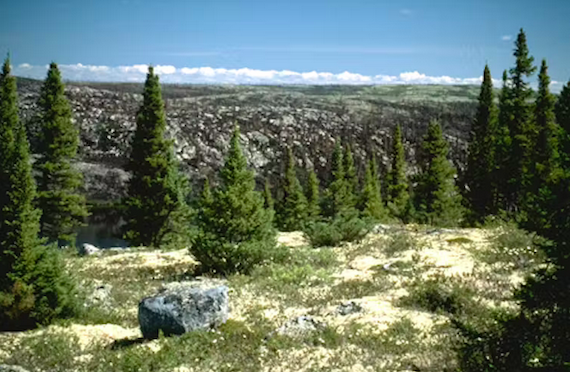 Global Heating and its Wildfires are Reshaping Canada’s Northern Forests and its Tundra