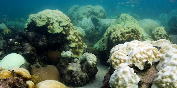 Corals are starting to Bleach as Global Ocean Temperatures hit Record Highs