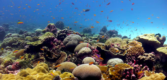 Coral Reefs:  How Human-caused Climate Change poses a dire Threat to the hidden Diversity of aquatic Ecosystems