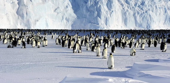 Winter Sea Ice in Antarctica’s Southern Ocean is in Disturbing Decline: 200 Scientists Sound Alarm