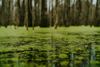 Microplastics Hinder Plants’ Photosynthesis, threatening Massive Crop and Seafood Losses