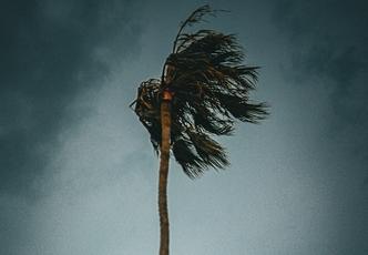 For many Island Species, the next Tropical Cyclone may be their Last