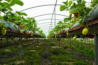 We are What we Eat: A Step We all Can take to Fight Climate Breakdown