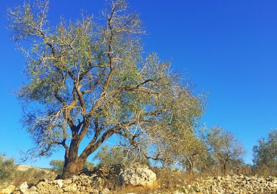 “I don’t see Palestine as an isolated story”