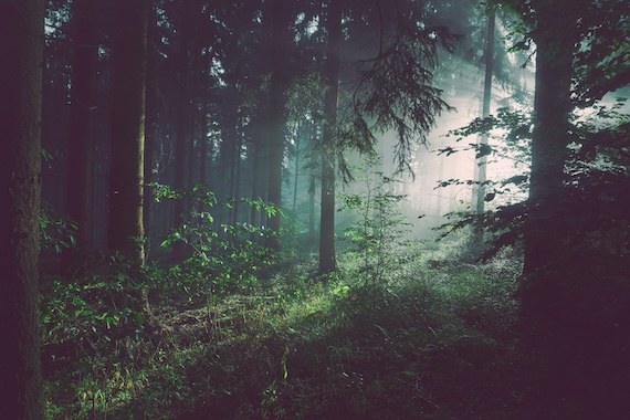 No Tree Stands alone: Climate Disaster, Gaza Genocide were Preventable